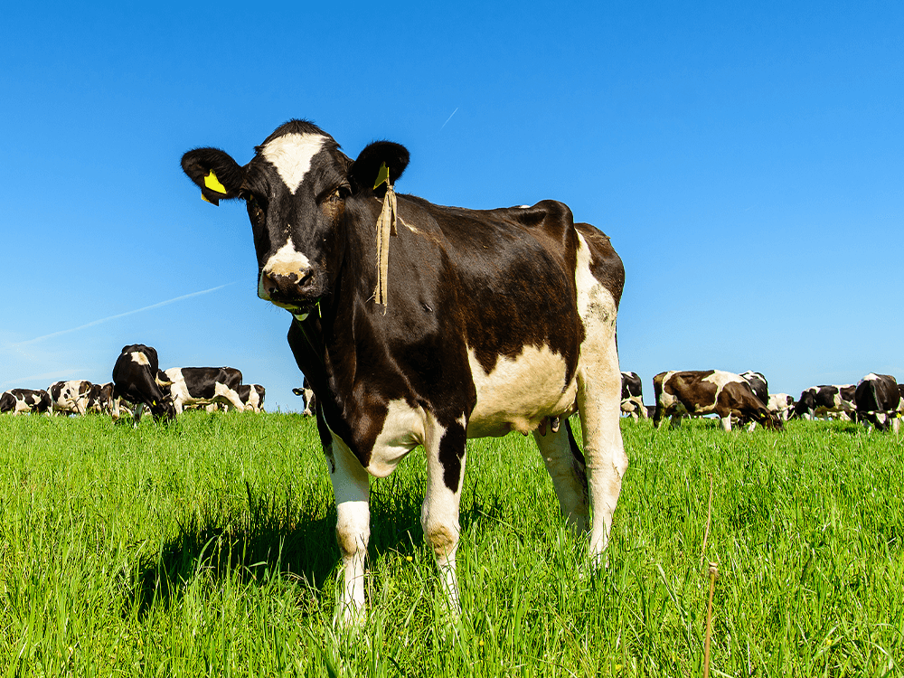 ���v �F �V�R�f��