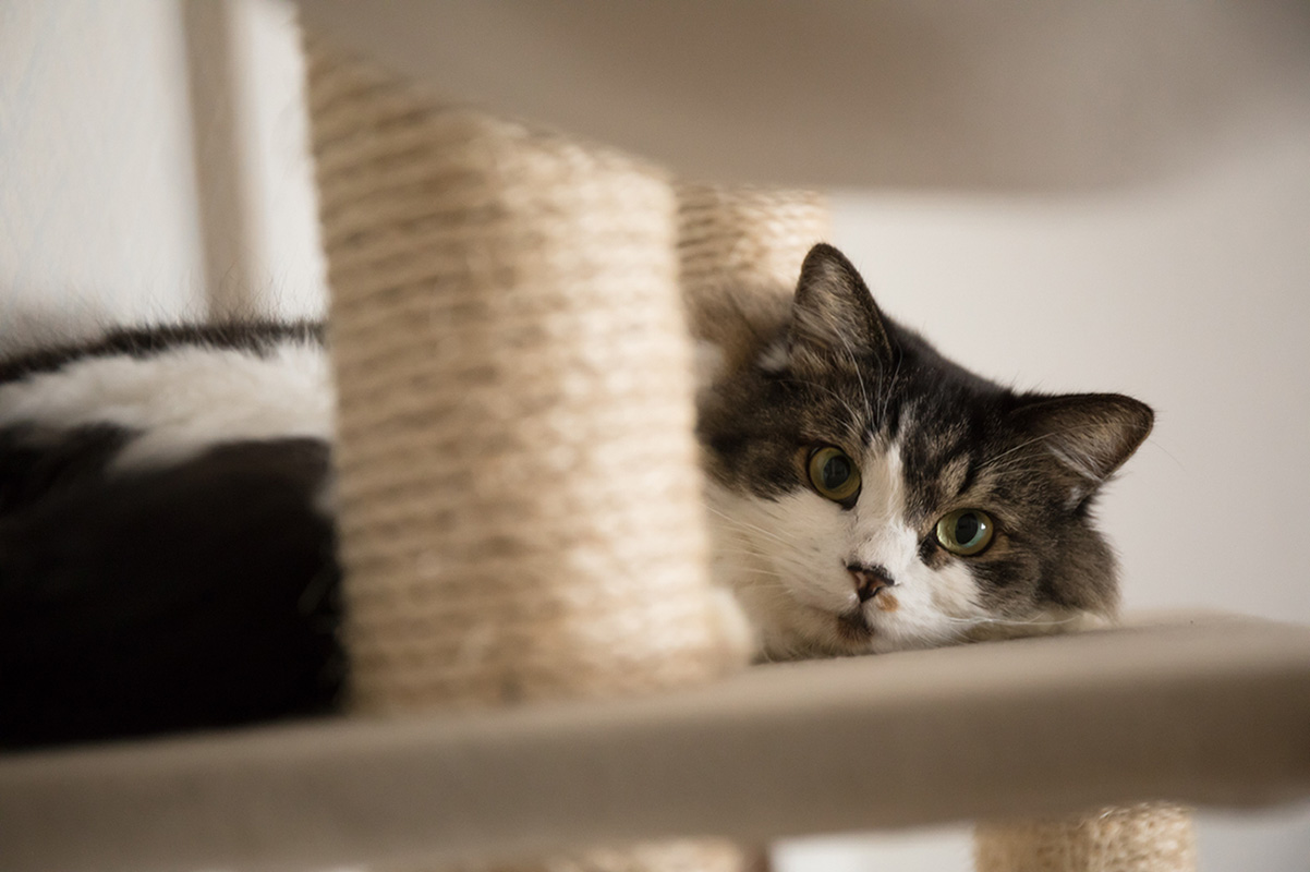 ���ƍ��̂��悤�̔L