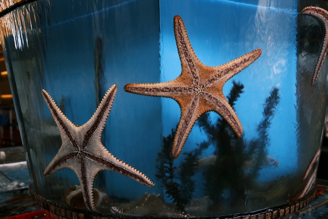 �x�m�t�C����_XPro3_�q�g�f