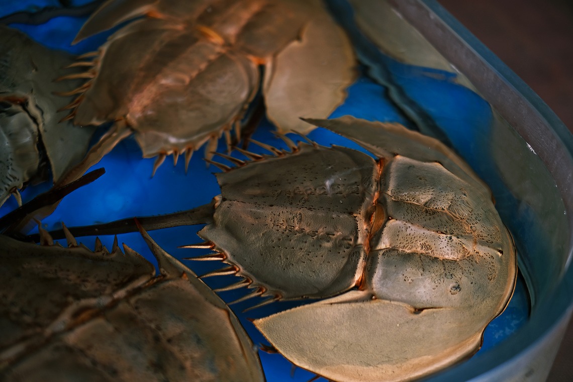 �x�m�t�C����_XPro3_�J�j