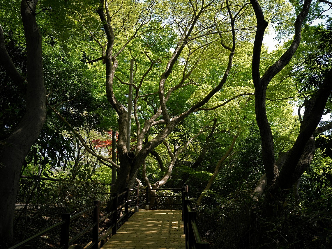 X1D II 50C_�����̎���