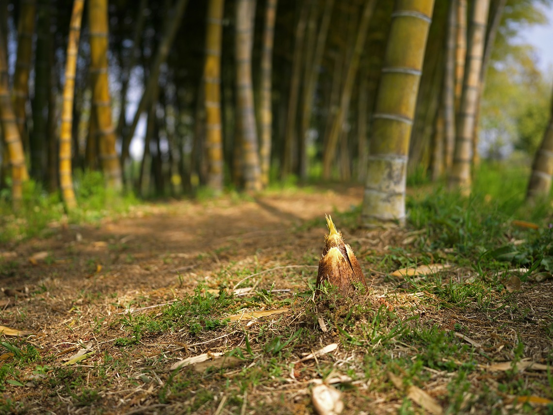 X1D II 50C_�^�P�m�R