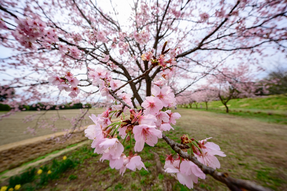 Nikonプロカメラマン製品レビュー 今浦友喜 NIKKOR Z 14-30mm f/4 S