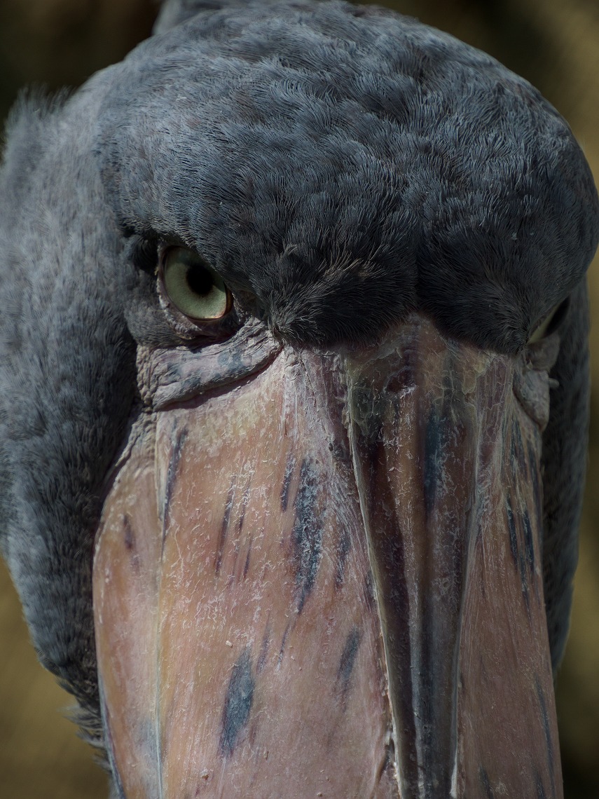 �I�����p�X_ED12200_�n�V�r���R�E_�A�b�v