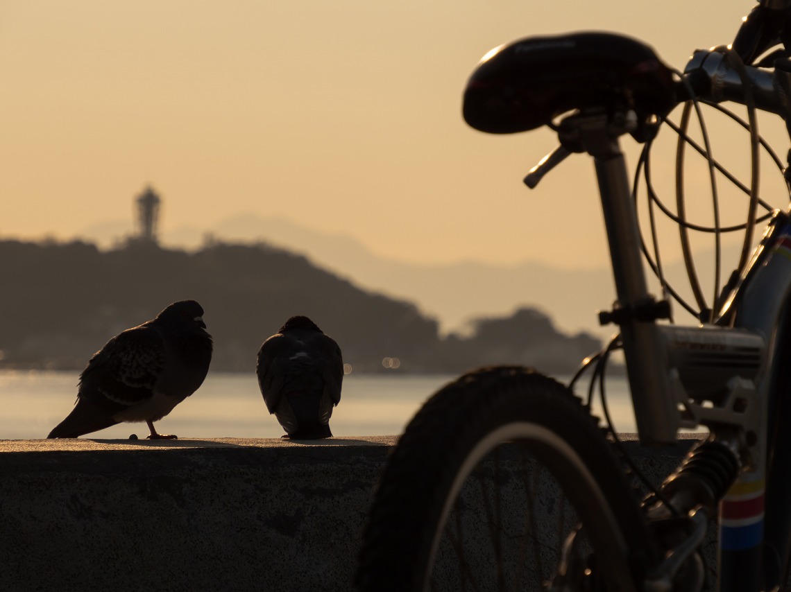  �I�����p�X_ED12200_�[��_��