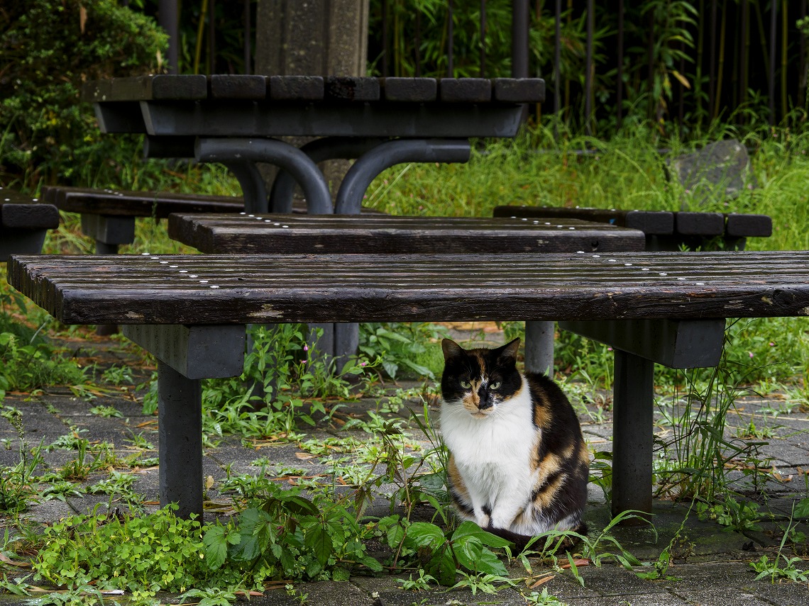 omdem5mark3_雨宿りの猫