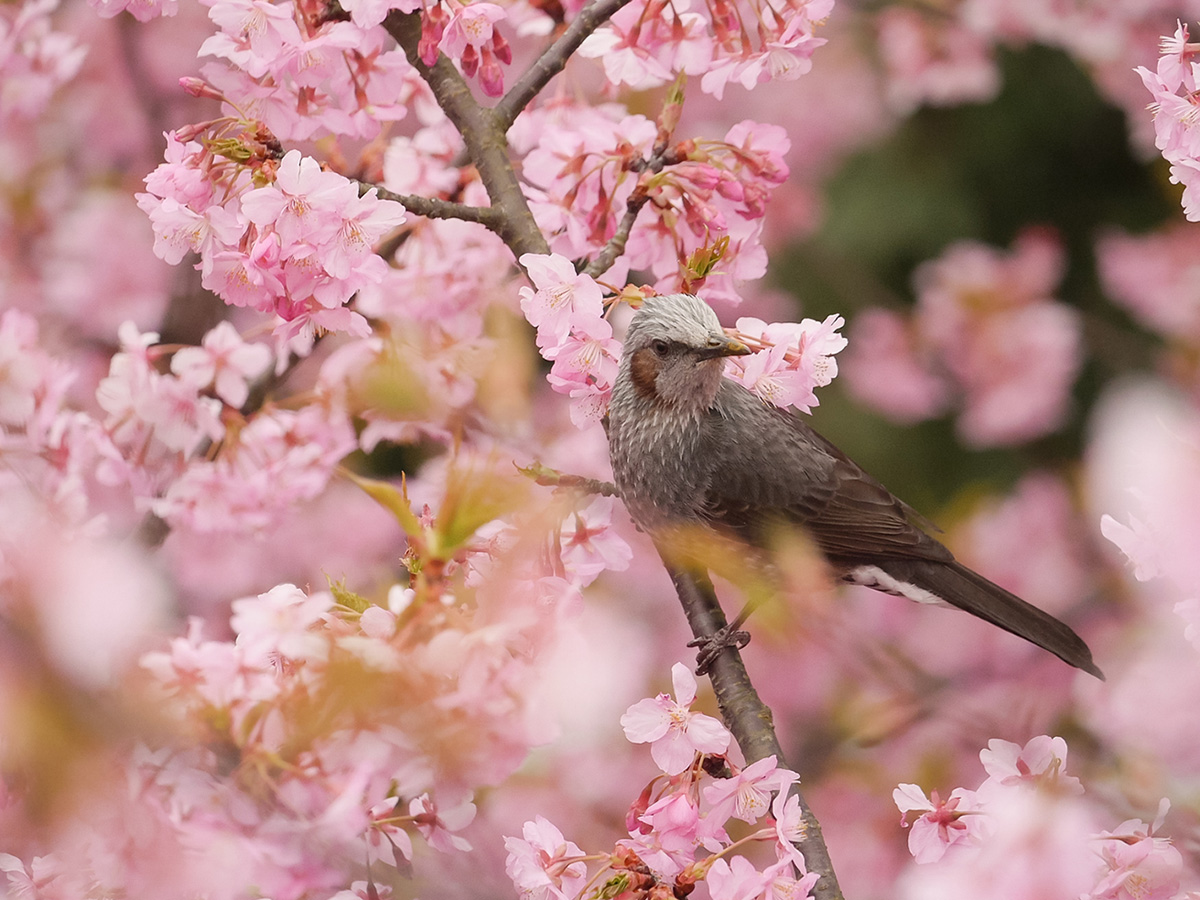 �p�i�\�j�b�N�@LEICA DG VARIO-ELMAR 100-400mm/F4.0-6.3 ASPH./POWER O.I.S.�@���摜 04