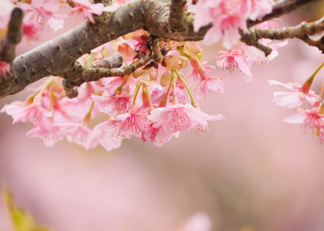 �p�i�\�j�b�N�@LEICA DG VARIO-ELMAR 100-400mm/F4.0-6.3 ASPH./POWER O.I.S.�@���摜 05