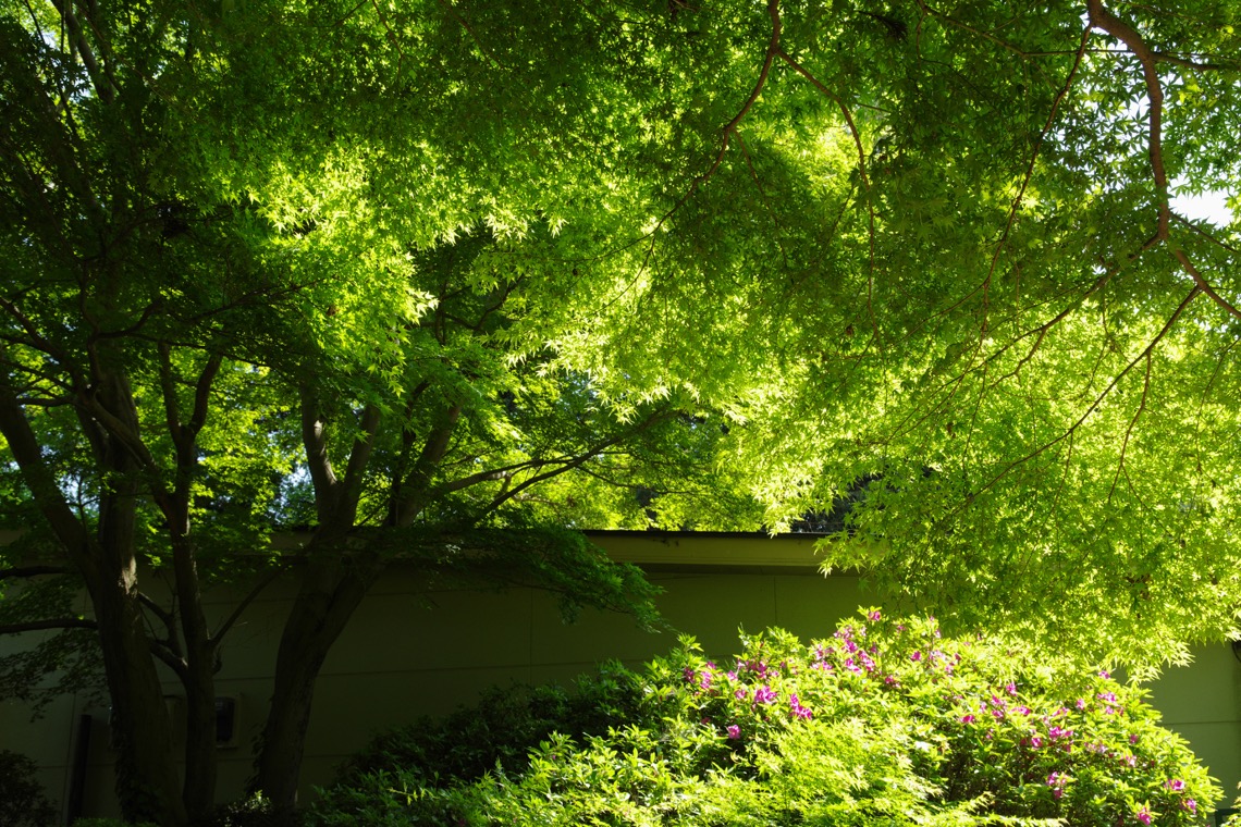 PENTAX K-1 Mark II作例 01