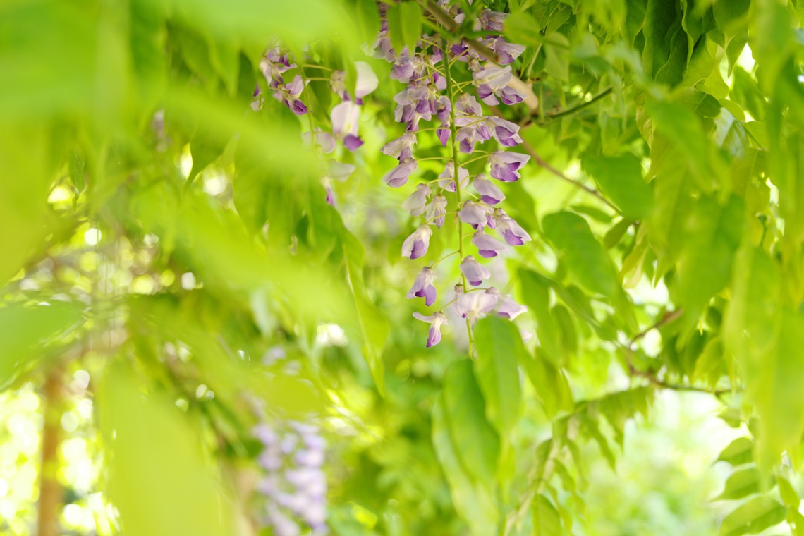 PENTAX K-1 Mark II作例 02