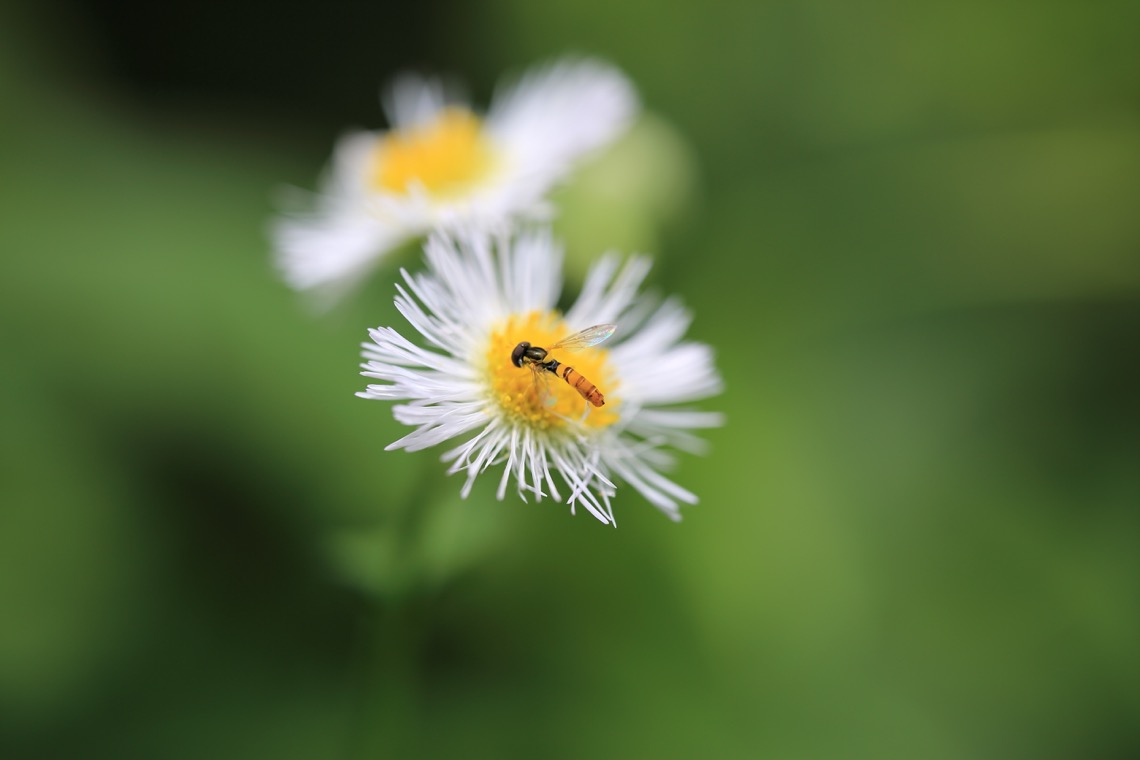 ビックカメラ.com | SIGMA 70mm F2.8 DG MACRO