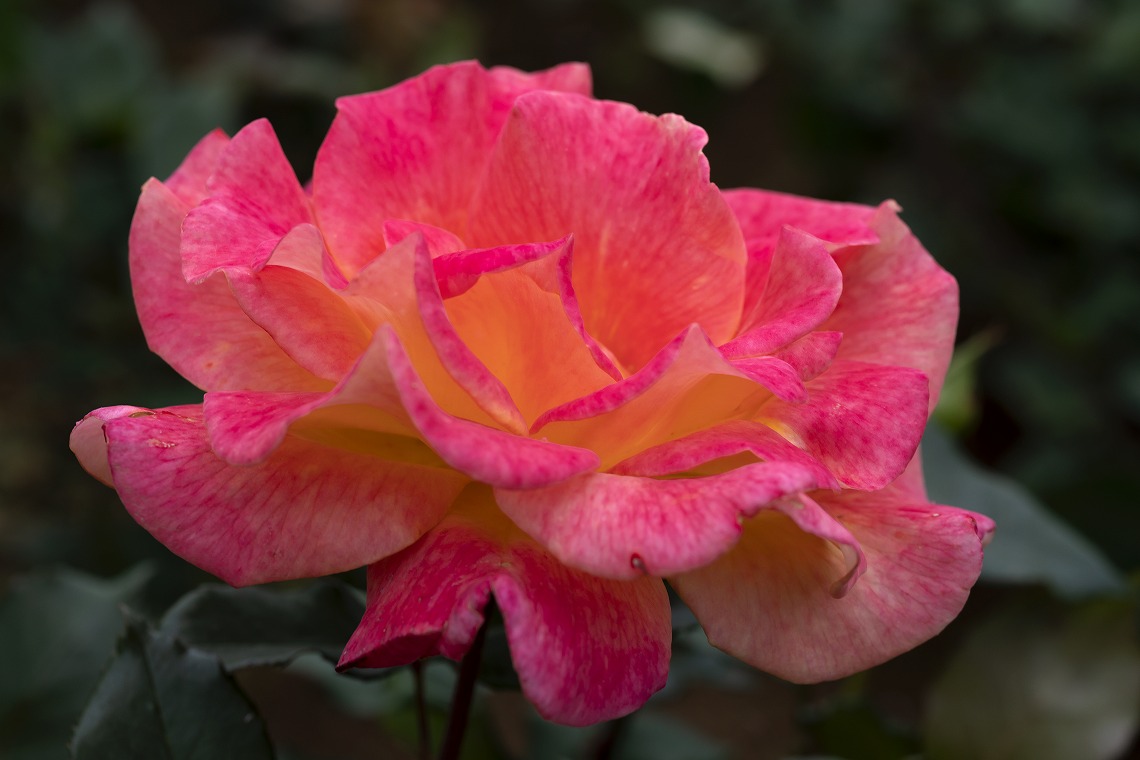 sigma70f28dgmacroe_o3