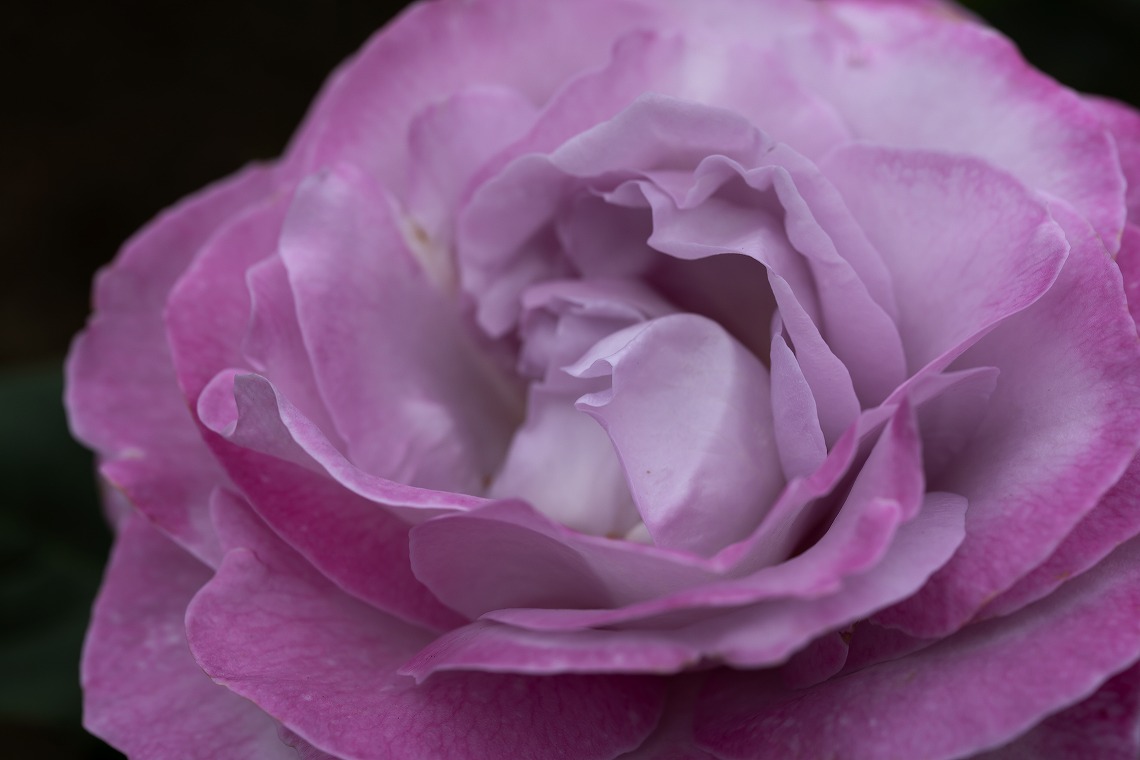 sigma70f28dgmacroe_o5