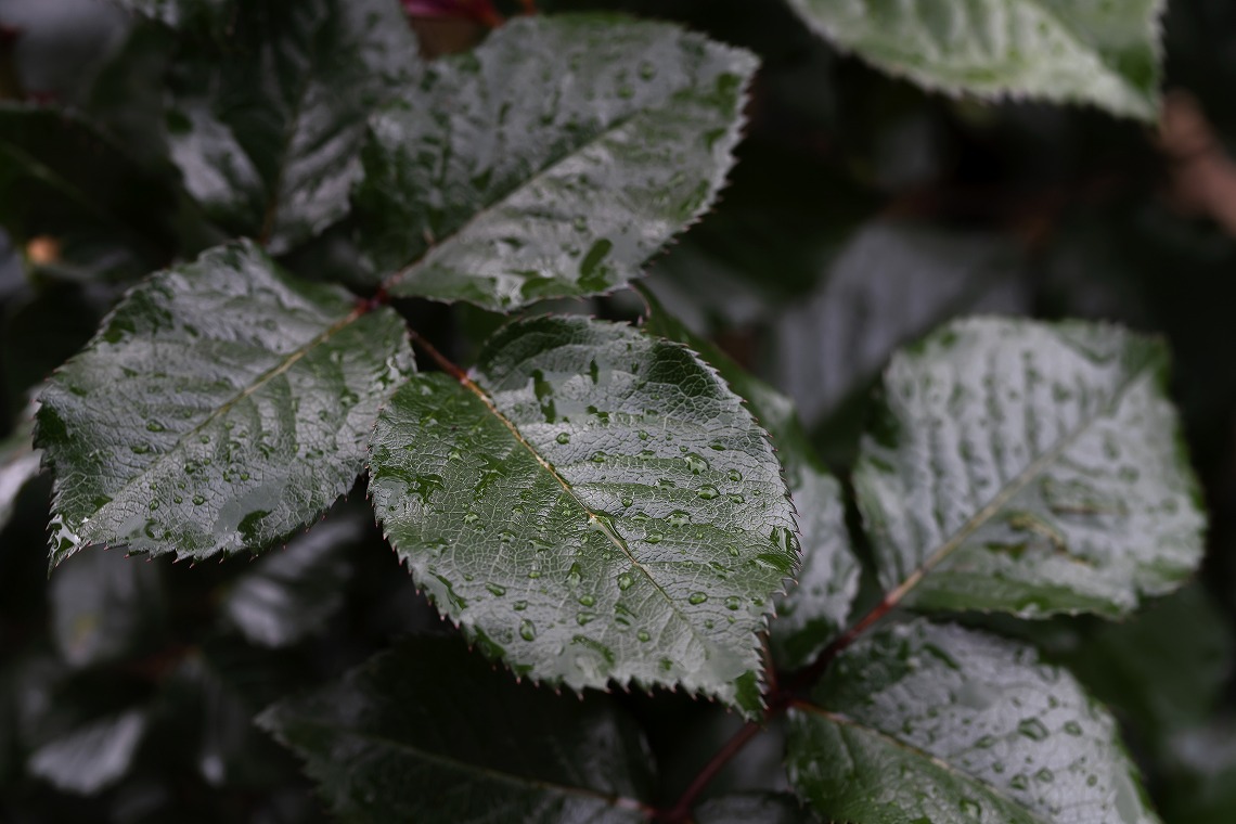 sigma70f28dgmacroe_バラの葉の雨露