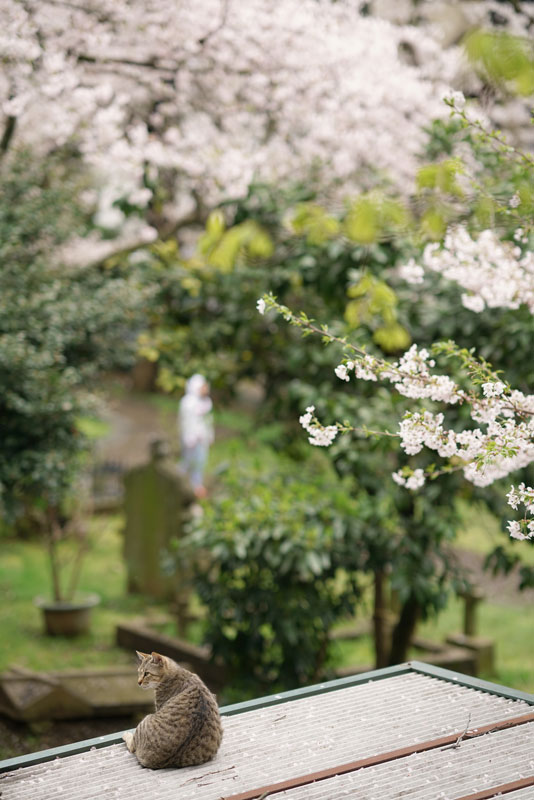 ���������Y�@FE 85mm F1.4 GM�y�\�j�[E�}�E���g�z ���摜 08