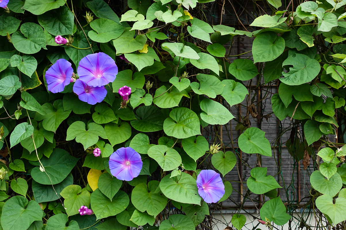 �\�j�[ �R���p�N�g�f�W�^���J���� Cyber-shot�@DSC-RX100M5�@���ʃ��|�[�g