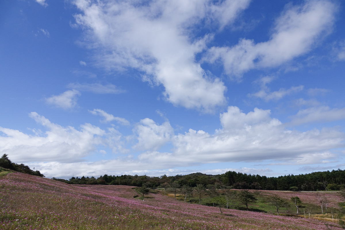 �\�j�[�@�T�C�o�[�V���b�gDSC-RX10M2���