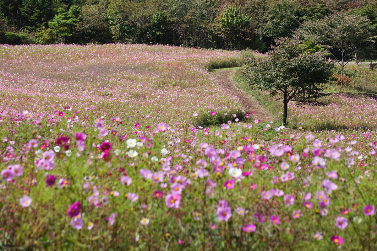 ソニー サイバーショットDSC-RX10M2作例