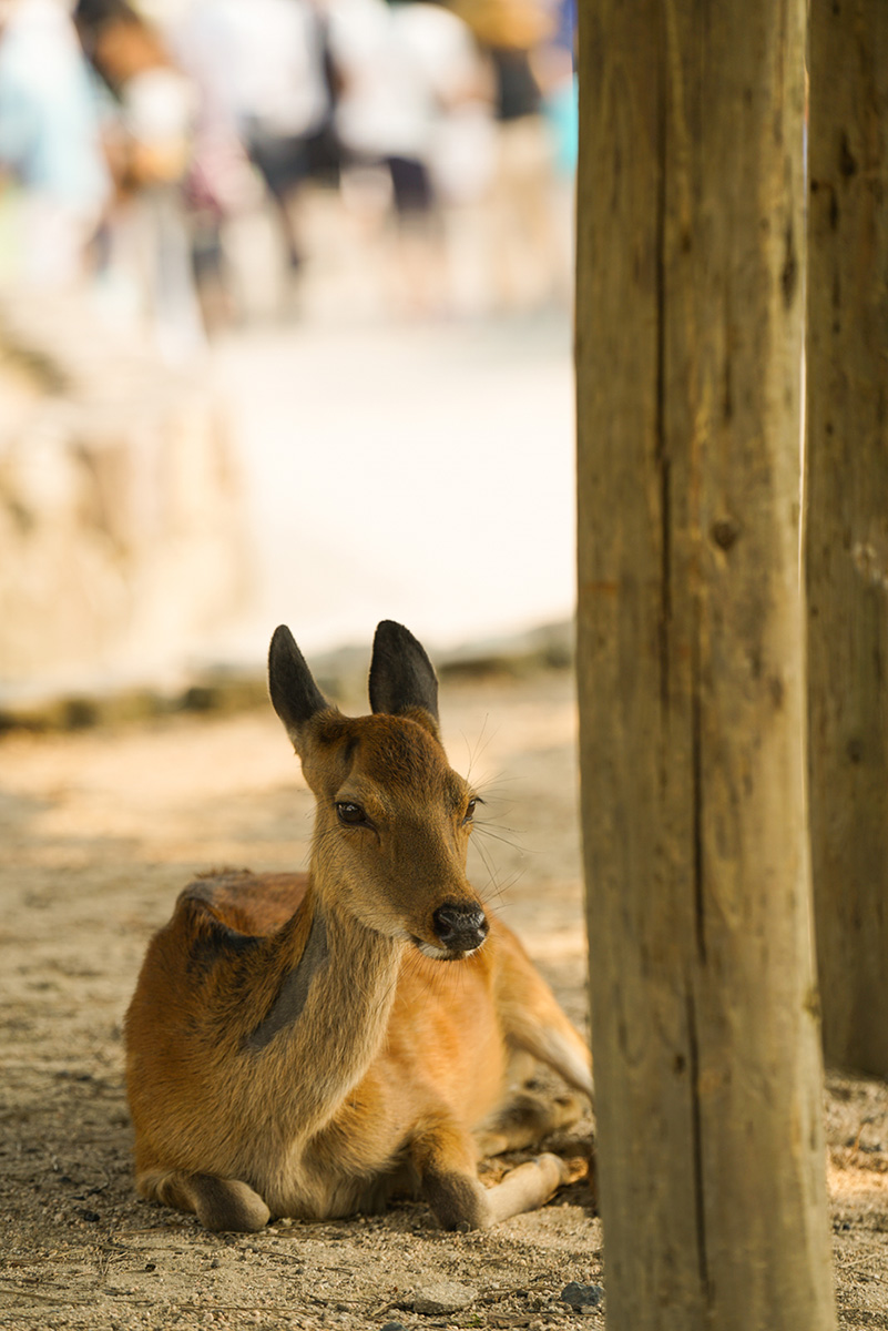 �\�j�[ ���������Y�@FE 70-200mm F2.8 GM OSS�y�\�j�[E�}�E���g�z�@���ʃ��|�[�g