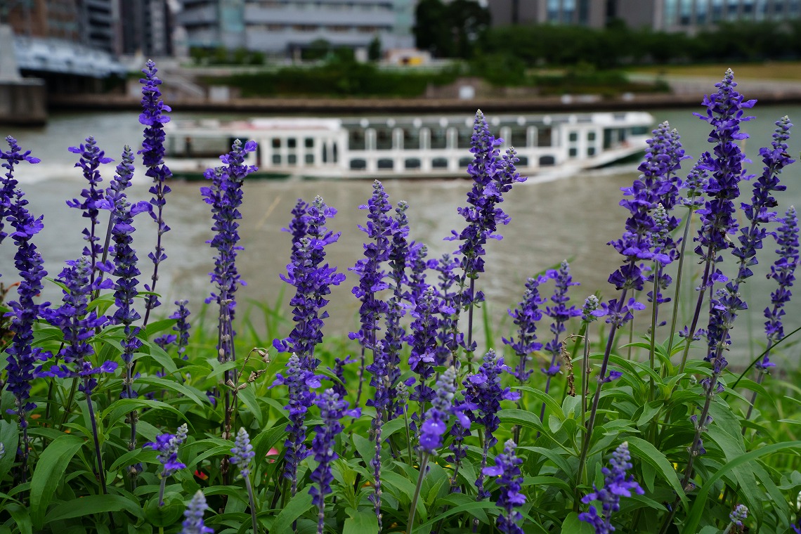 TAMRON 28-200mm_A071_隅田川遊覧船