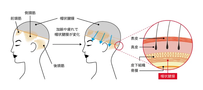 �G���N�g���� �f���L�o���u���V2.0 �t�F�C�X�A�^�b�`�����g ����̏d�v���ɒ���