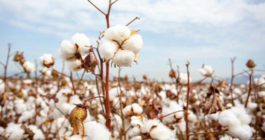 ����̃f���P�[�g�Ȕ���D�����������邾���ŃR�b�g���̃V�[�g���D�����������z������Ă���܂��B