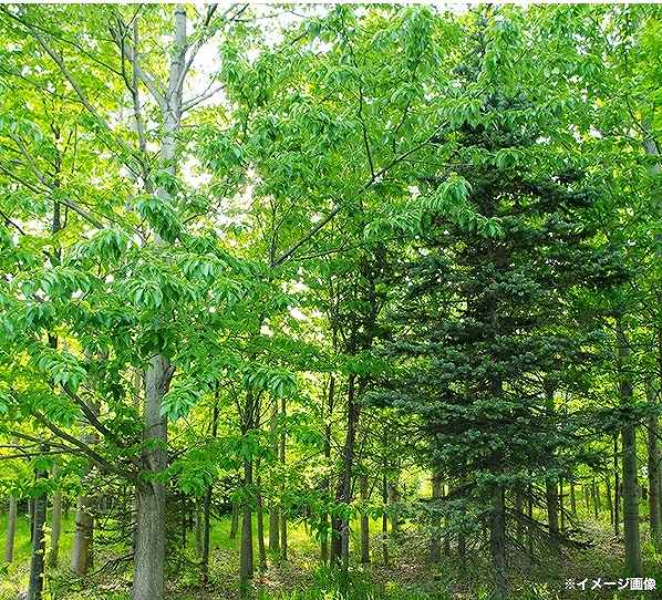 �������̋�C�����t���b�V��