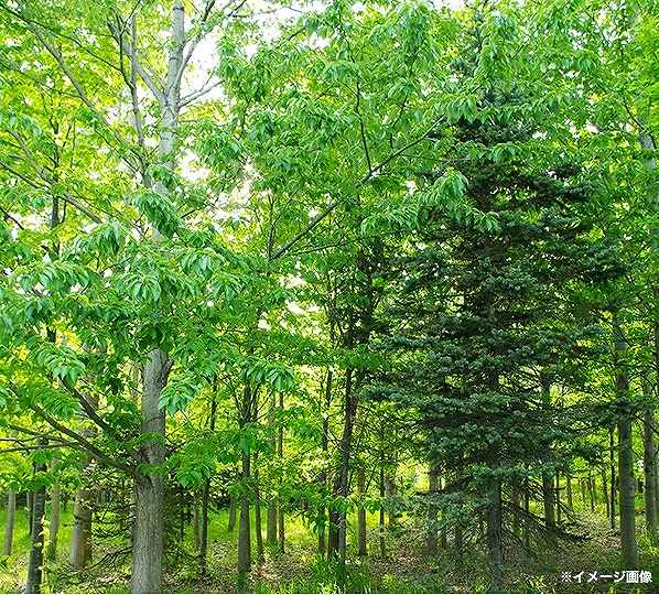 �������̋�C�����t���b�V��