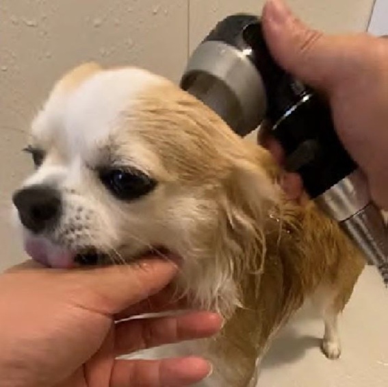 ���������l�R�����Ȃǂ̂����C�ł�����������I