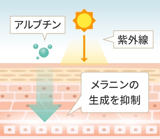 �A���u�`���̍�p