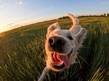 GoPro �S�[�v�� �A�N�V�����J���� HERO12 10-bit�J���[