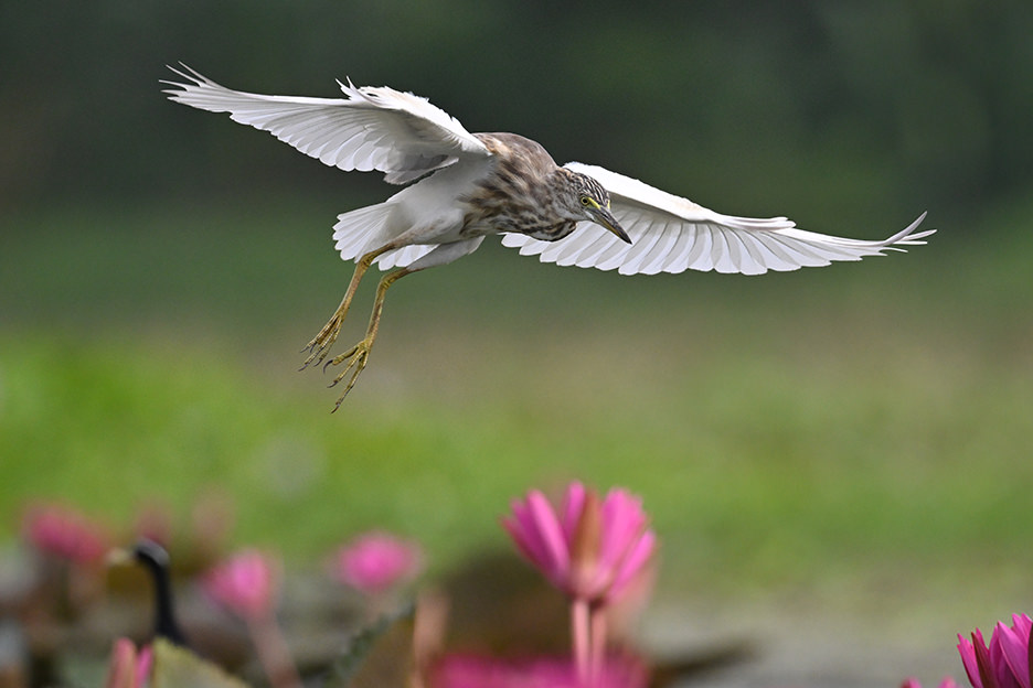 �œ_�����F600mm�i35mm�����Z�F900mm�����j�V���b�^�[�X�s�[�h�F1/3200�b�@�i��Ff/6.3�@ISO�F2000�@�t�H�[�}�b�g�FAPS-C�T�C�Y/DX�t�H�[�}�b�g