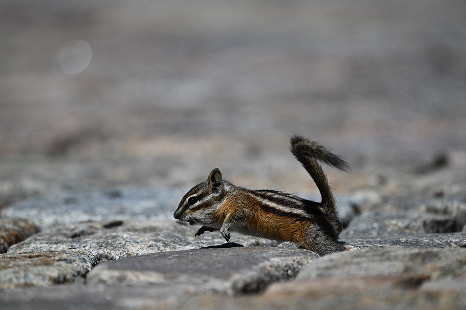 Z �}�E���g�V�X�e���Ȃ�ł͂̍����E�����x��AF���\�A�������w���\