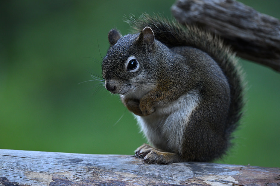 �œ_�����F600mm �V���b�^�[�X�s�[�h�F1/100�b�@�i��Ff/6.3�@ISO�F2500�@�t�H�[�}�b�g�F�t���T�C�Y/FX�t�H�[�}�b�g