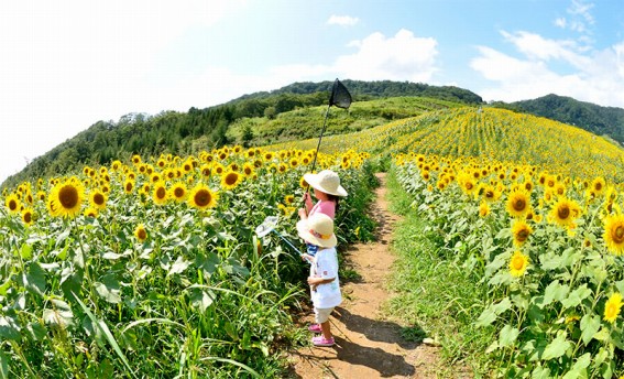 �t���b�J�[�팸�@�\���ڃ��f��