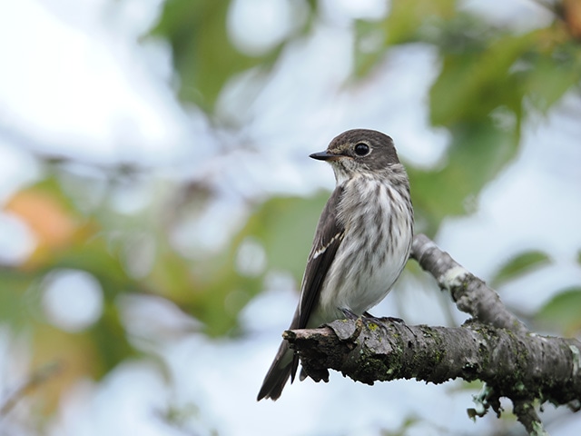 �����Y�P�̂ŁA1200mm����[1]�̒��]���B�e���\�B