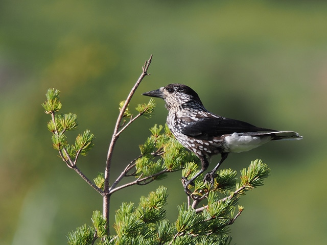 M.ZUIKO DIGITAL 2x Teleconverter MC-20�Ƒg�ݍ��킹��2400mm����[1]�̈���J�o�[�B