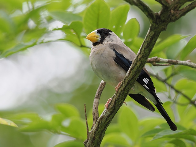 ���͂Ȏ�Ԃ�␳�ɂ��莝�����]���B�e