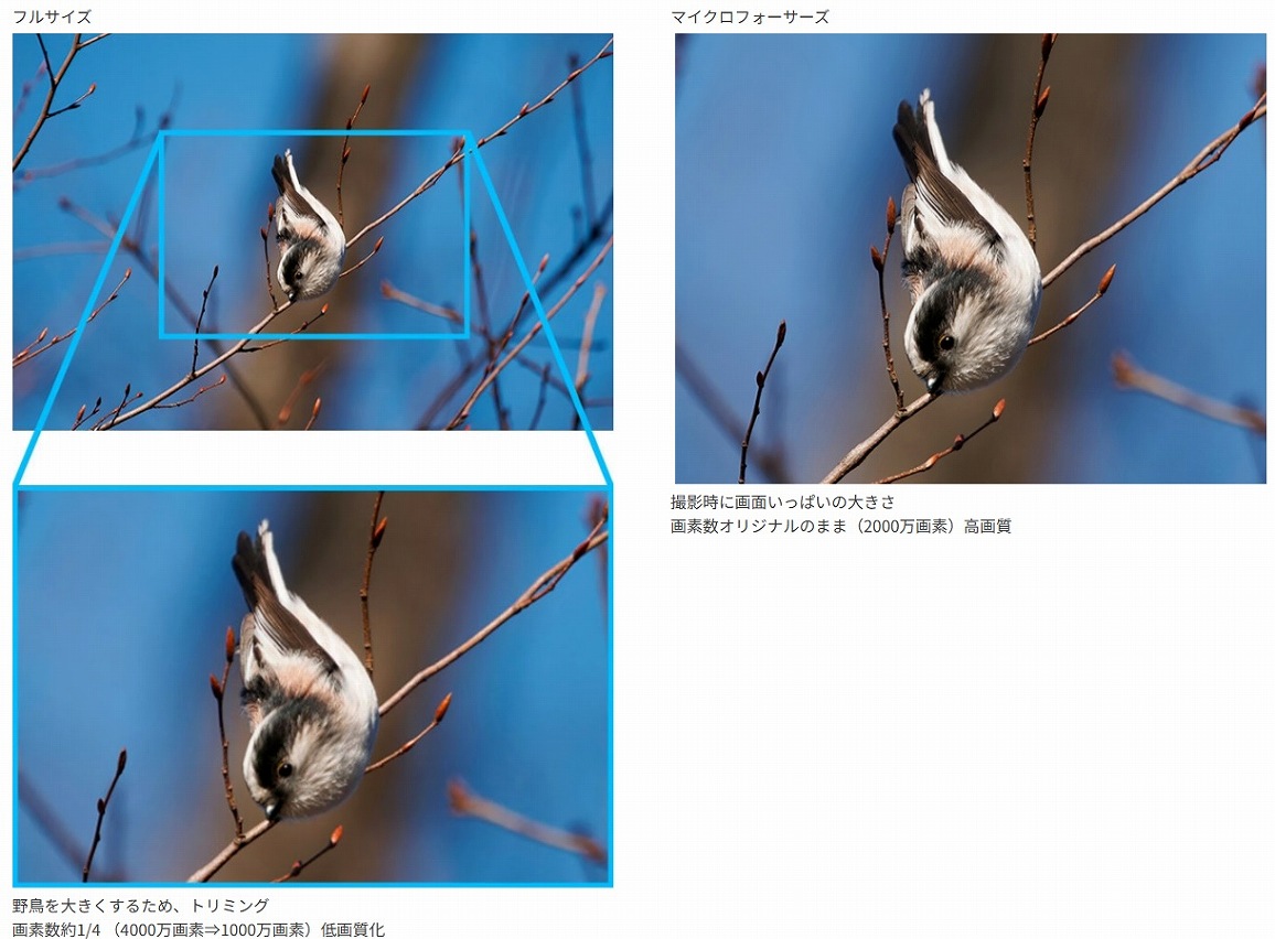 ���]���B�e�ɂ́A�}�C�N���t�H�[�T�[�Y���œK