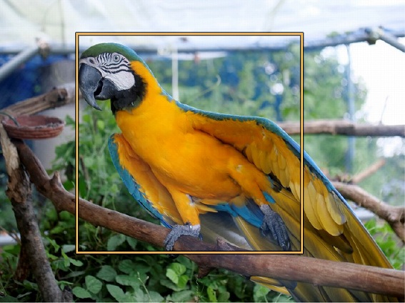 �p�i�\�j�b�N LUMIX GH5 II �~���[���X���J���� �F���@�\�̐i���ɂ��A�Ǐ]���x�����サ�����A���^�C���F��AF