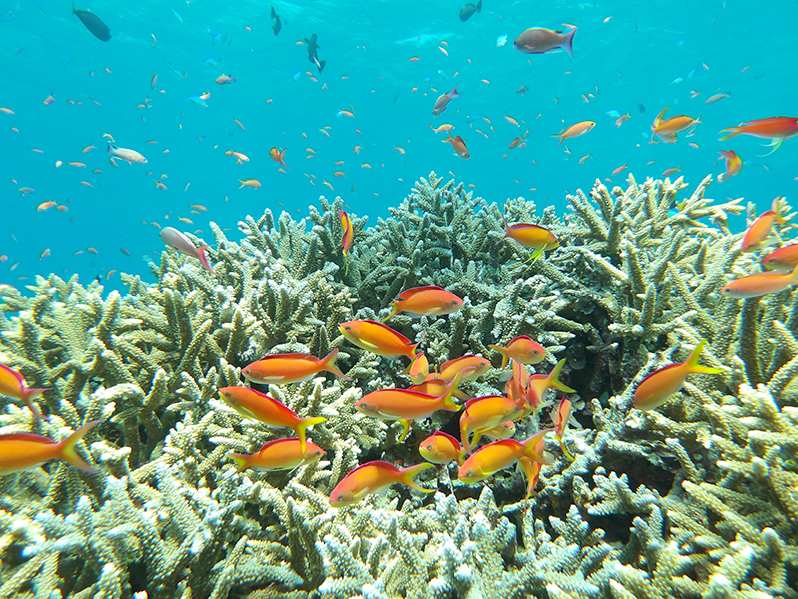 7�̎B�e���[�h�𓋍�