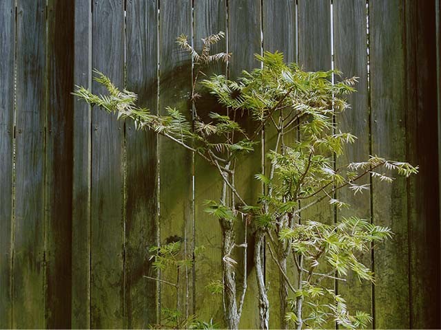 ���{�X�^�C��