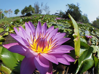 �����Y��[2.5cm�܂Ŋ��郏�C�h�}�N���B�e