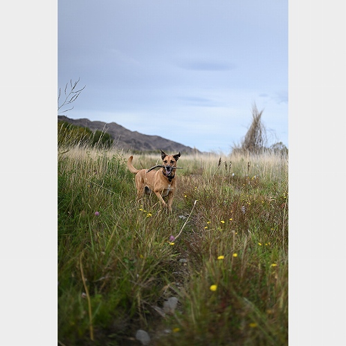 �œ_�����F35mm�@�V���b�^�[�X�s�[�h�F1/8000�b�@�i��Ff/1.4�@ISO�F100�@�t�H�[�}�b�g�F�t���T�C�Y/FX�t�H�[�}�b�g  &copy; Chloe Lodge