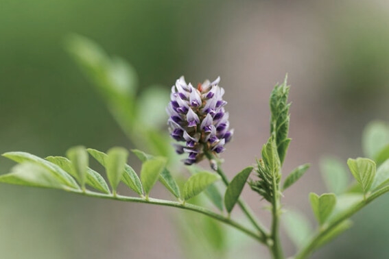 �O���`�����`���_2K