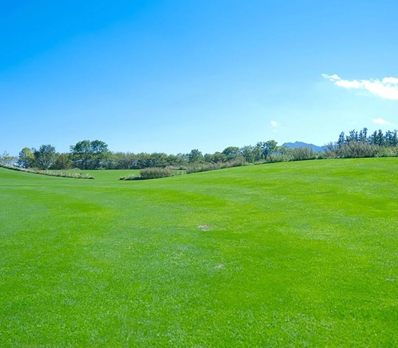 ������茴��