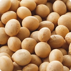 �C�\�t���{��