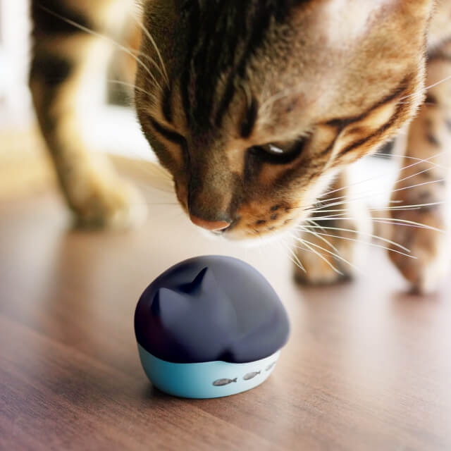 ���킢���A��������Ȃ��L�̂���