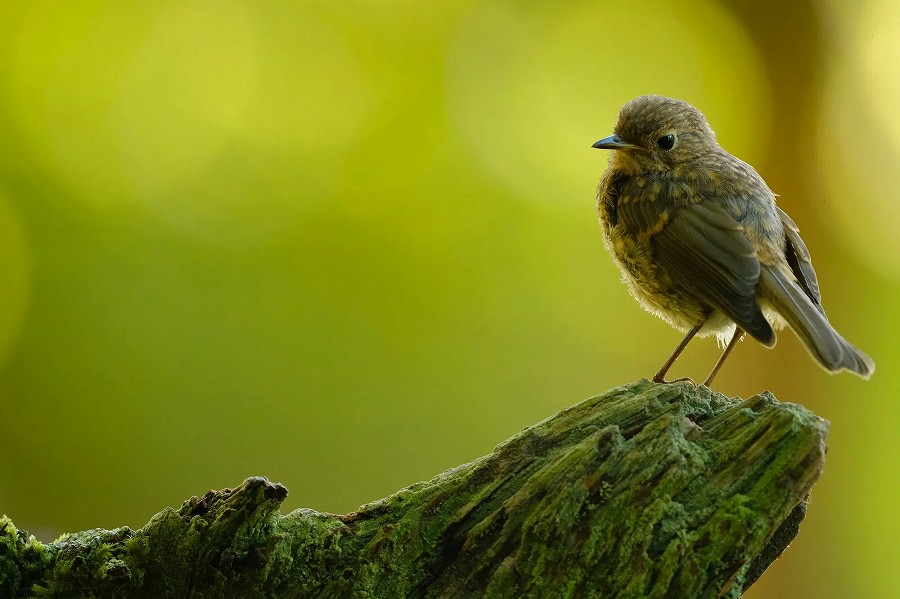 Kiko Arcas (Spain)  FUJIFILM X-H2S 500mm | F5.6 | 1/100 | ISO3200  XF500mmF5.6 R LM OIS WR