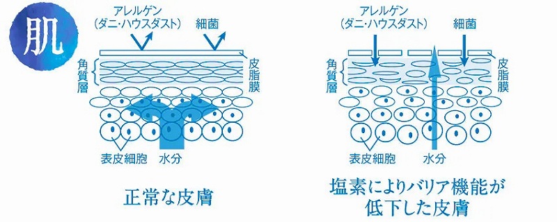 �������Ɋ܂܂�Ă���c�����f�����̃^���p�N�����_�������畆�̕ێ��͂��ቺ